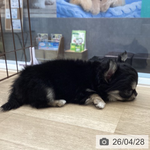 愛媛県のチワワ(ロング) (ペットプラス 新居浜店/2026年2月23日生まれ/女の子/ブラッククリーム)の子犬の4枚目の画像