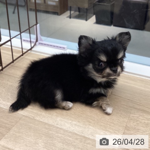 愛媛県のチワワ(ロング) (ペットプラス 新居浜店/2026年2月23日生まれ/女の子/ブラッククリーム)の子犬の3枚目の画像