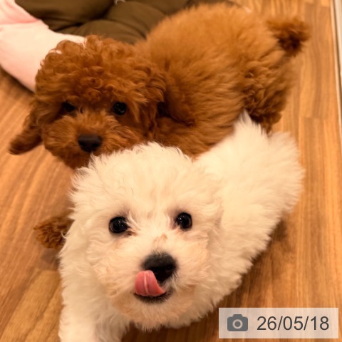 岡山県のビションフリーゼ (ペッツワン 岡山南店/2026年2月24日生まれ/男の子/ホワイト)の子犬の4枚目の画像
