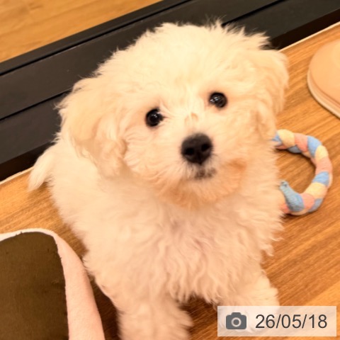 岡山県のビションフリーゼ (ペッツワン 岡山南店/2026年2月24日生まれ/男の子/ホワイト)の子犬の3枚目の画像