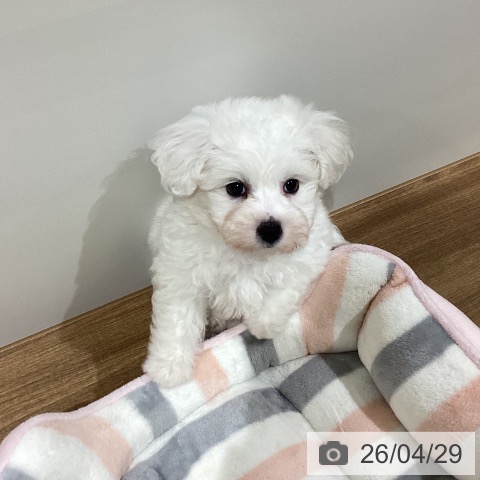 鳥取県のビションフリーゼ (ペッツワン 日吉津店/2026年2月24日生まれ/女の子/ホワイト)の子犬の4枚目の画像