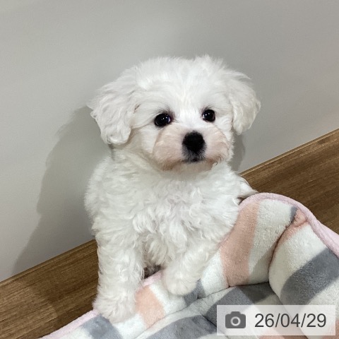 鳥取県のビションフリーゼ (ペッツワン 日吉津店/2026年2月24日生まれ/女の子/ホワイト)の子犬の3枚目の画像