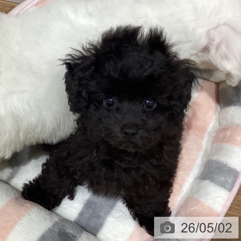 鳥取県のトイプードル(トイ) (ペッツワン 日吉津店/2026年2月18日生まれ/男の子/ブラック)の子犬の4枚目の画像