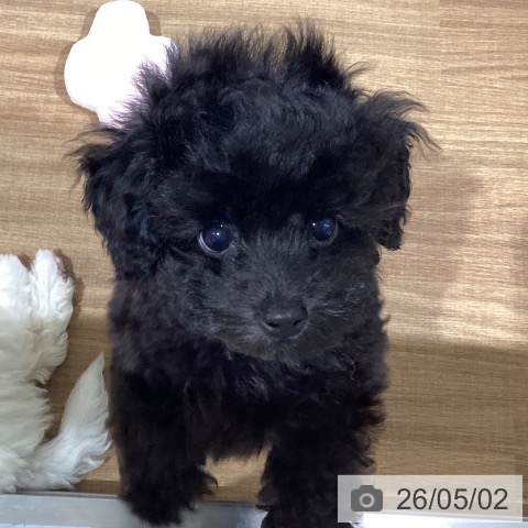 鳥取県のトイプードル(トイ) (ペッツワン 日吉津店/2026年2月18日生まれ/男の子/ブラック)の子犬の3枚目の画像