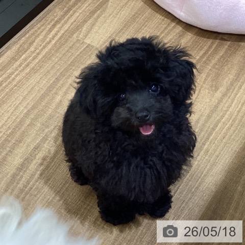 鳥取県のトイプードル(トイ) (ペッツワン 日吉津店/2026年2月18日生まれ/男の子/ブラック)の子犬の4枚目の画像