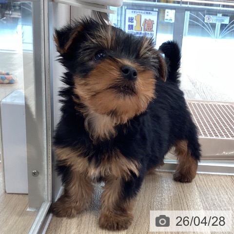 愛媛県のヨークシャーテリア (ペットプラス 新居浜店/2026年2月24日生まれ/女の子/スチールブルータン)の子犬の4枚目の画像