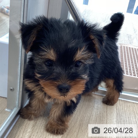 愛媛県のヨークシャーテリア (ペットプラス 新居浜店/2026年2月24日生まれ/女の子/スチールブルータン)の子犬の3枚目の画像