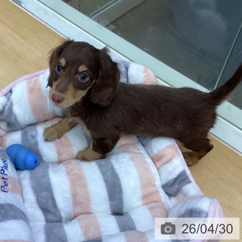 香川県のカニンヘンダックスフンド(ロング) (ペットプラス 綾川店/2026年2月25日生まれ/男の子/チョコレートタン)の子犬の4枚目の画像