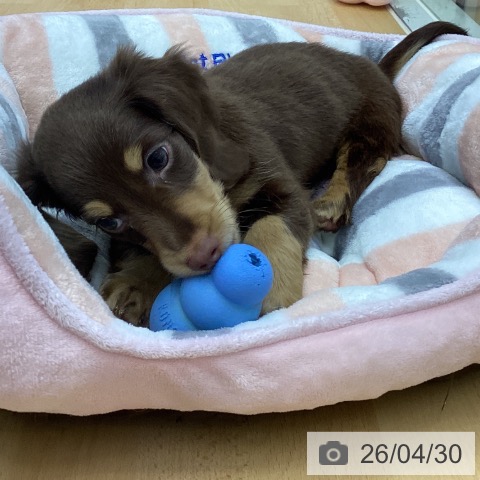 香川県のカニンヘンダックスフンド(ロング) (ペットプラス 綾川店/2026年2月25日生まれ/男の子/チョコレートタン)の子犬の3枚目の画像