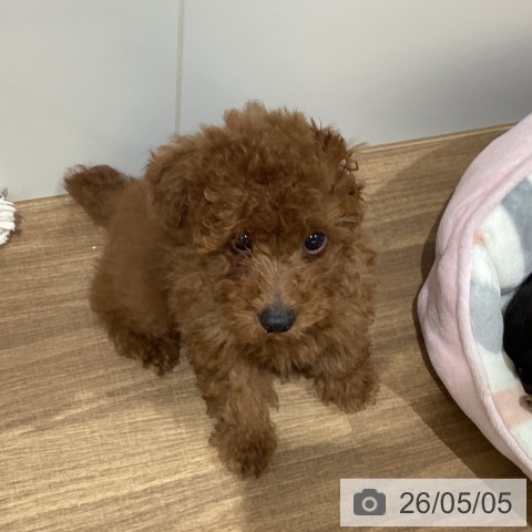 鳥取県のトイプードル(トイ) (ペッツワン 日吉津店/2026年2月21日生まれ/男の子/レッド)の子犬の4枚目の画像