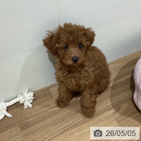 鳥取県のトイプードル(トイ) (ペッツワン 日吉津店/2026年2月21日生まれ/男の子/レッド)の子犬の3枚目の画像
