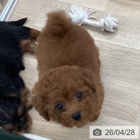 愛媛県のトイプードル(トイ) (ペットプラス 新居浜店/2026年2月21日生まれ/女の子/レッド)の子犬の4枚目の画像