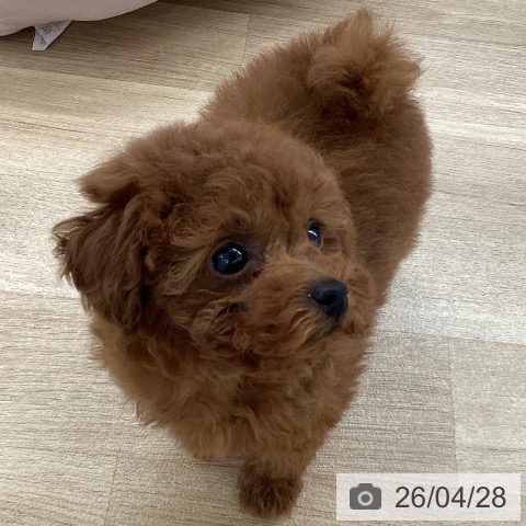 愛媛県のトイプードル(トイ) (ペットプラス 新居浜店/2026年2月21日生まれ/女の子/レッド)の子犬の3枚目の画像