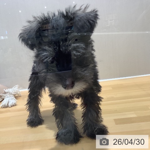 ミニチュア・シュナウザーの写真