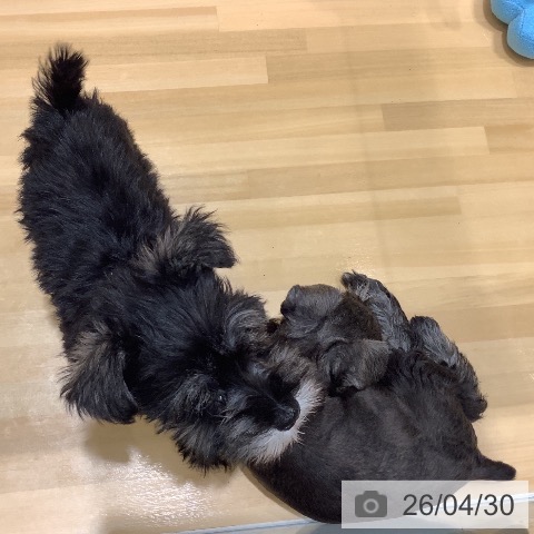 ミニチュア・シュナウザーの写真