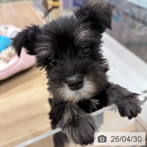 ミニチュア・シュナウザーの写真