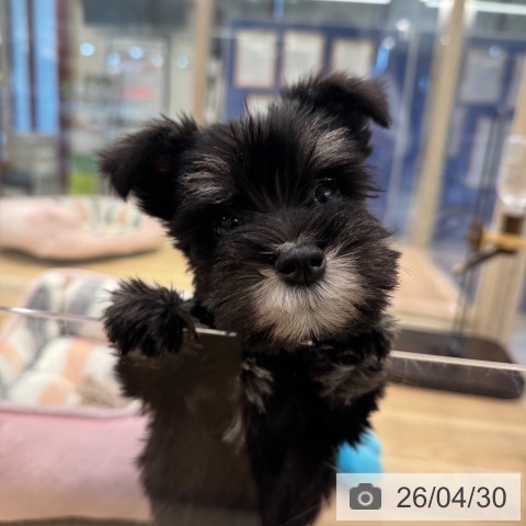 ミニチュア・シュナウザーの写真