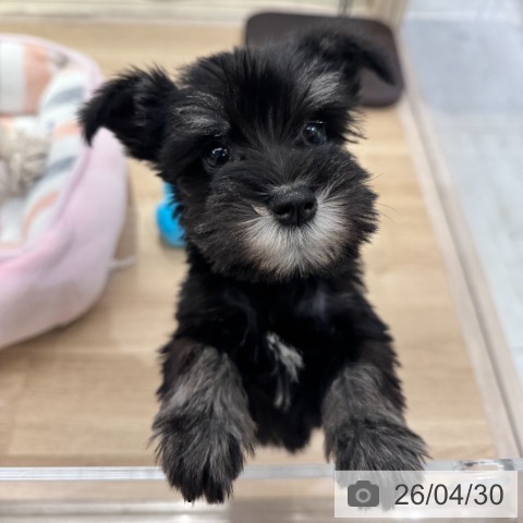 ミニチュア・シュナウザーの写真