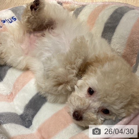 岡山県のトイプードル(トイ) (ペットプラス 岡山店/2026年2月18日生まれ/男の子/ペールフォーン)の子犬の4枚目の画像
