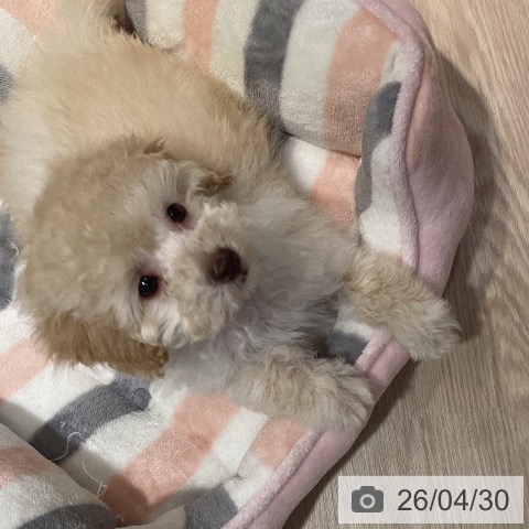 岡山県のトイプードル(トイ) (ペットプラス 岡山店/2026年2月18日生まれ/男の子/ペールフォーン)の子犬の3枚目の画像