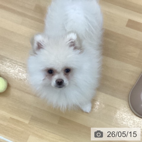 長野県のポメラニアン (ペットプラス 松本店/2026年2月27日生まれ/男の子/クリーム)の子犬の3枚目の画像
