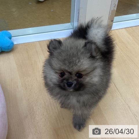 ポメラニアンの写真