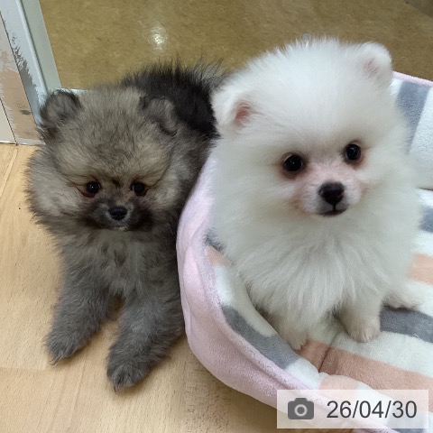 ポメラニアンの写真