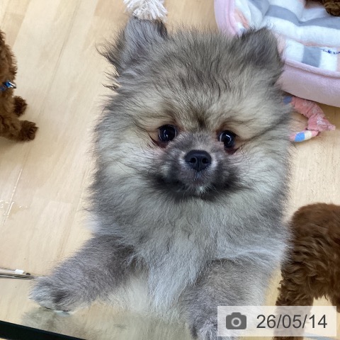 埼玉県のポメラニアン (ペットプラス 羽生店/2026年2月27日生まれ/女の子/クリームセーブル)の子犬の3枚目の画像