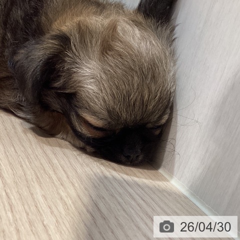 岡山県のチワワ(ロング) (ペットプラス 岡山店/2026年2月27日生まれ/女の子/フォーン)の子犬の4枚目の画像