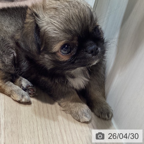 岡山県のチワワ(ロング) (ペットプラス 岡山店/2026年2月27日生まれ/女の子/フォーン)の子犬の3枚目の画像