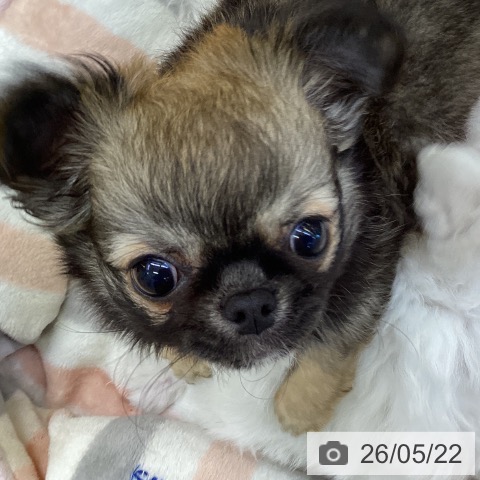 香川県のチワワ(ロング) (ペットプラス 綾川店/2026年2月27日生まれ/女の子/フォーン)の子犬の3枚目の画像