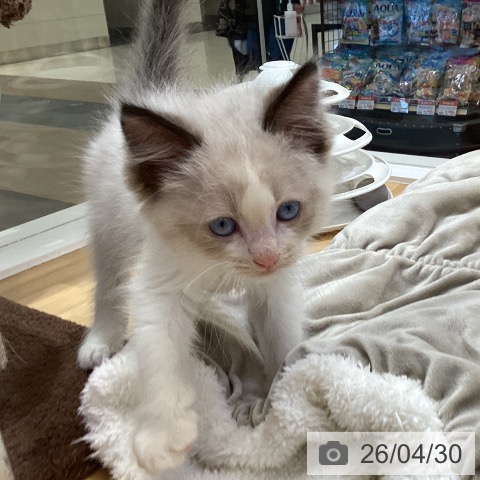 ラグドールの写真