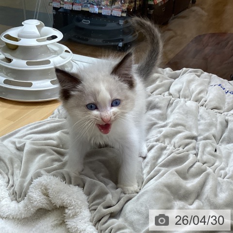 ラグドールの写真