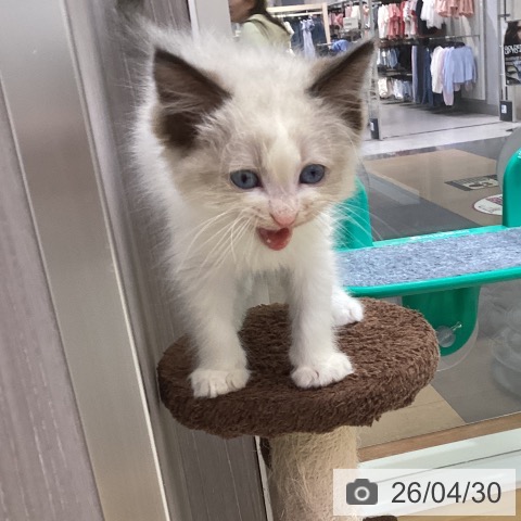 ラグドールの写真