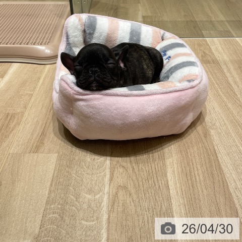 フレンチ・ブルドッグの写真