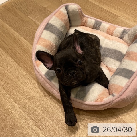 フレンチ・ブルドッグの写真