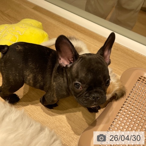 フレンチ・ブルドッグの写真