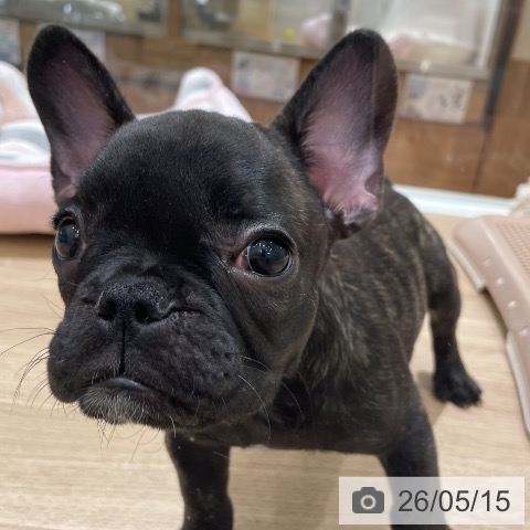 長野県のフレンチブルドッグ (ペットプラス 須坂店/2026年2月22日生まれ/男の子/ブリンドル)の子犬の4枚目の画像