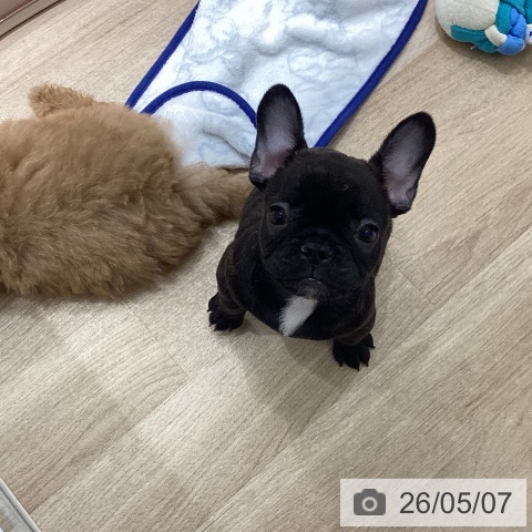 フレンチ・ブルドッグの写真
