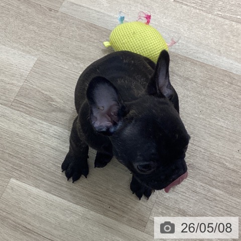 フレンチ・ブルドッグの写真