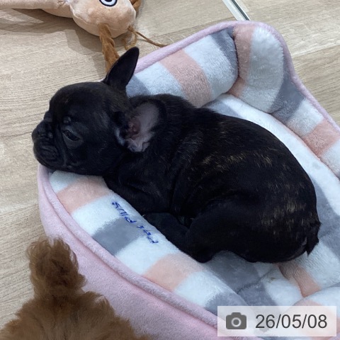 フレンチ・ブルドッグの写真