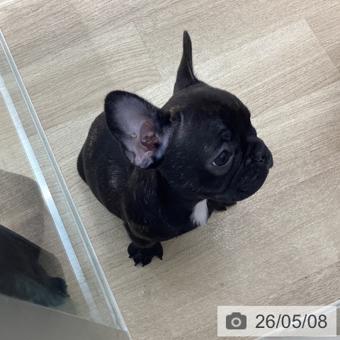 宮城県のフレンチブルドッグ (ペットプラス 仙台上杉店/2026年2月22日生まれ/男の子/ブリンドル)の子犬の4枚目の画像