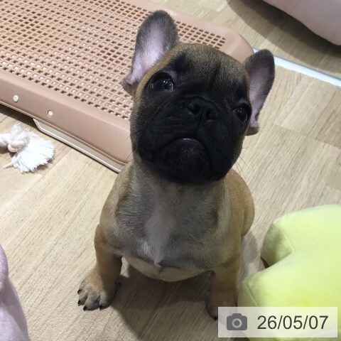茨城県のフレンチブルドッグ (ペットプラス つくば店/2026年2月22日生まれ/女の子/フォーン)の子犬の3枚目の画像