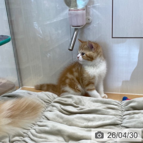 香川県のスコティッシュフォールド (ペットプラス 高松店/2026年2月27日生まれ/男の子/レッドタビーホワイト)の子猫の4枚目の画像