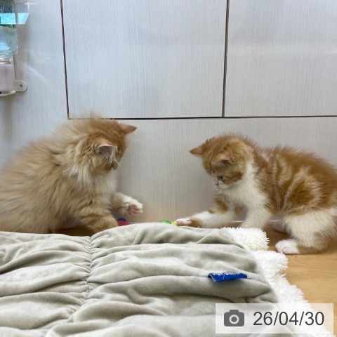 香川県のスコティッシュフォールド (ペットプラス 高松店/2026年2月27日生まれ/男の子/レッドタビーホワイト)の子猫の3枚目の画像