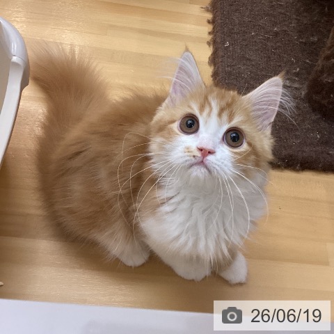 スコティッシュフォールドの写真