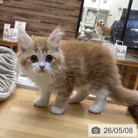 香川県のスコティッシュフォールド (ペットプラス 綾川店/2026年2月27日生まれ/女の子/レッドタビーホワイト)の子猫の4枚目の画像