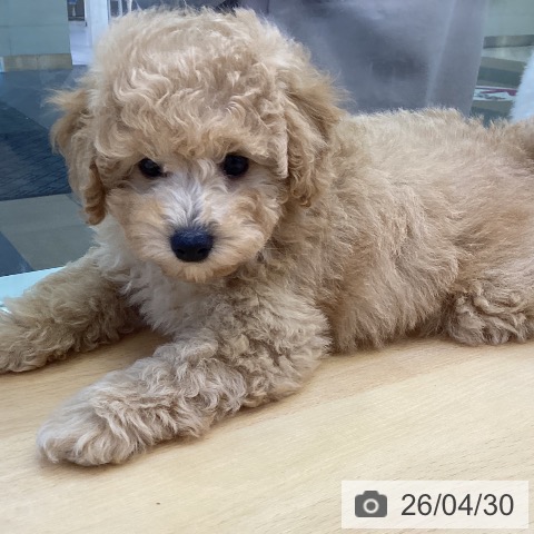 トイ・プードルの写真