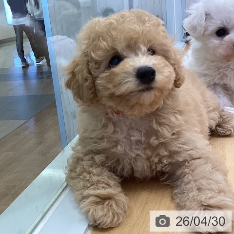 トイ・プードルの写真