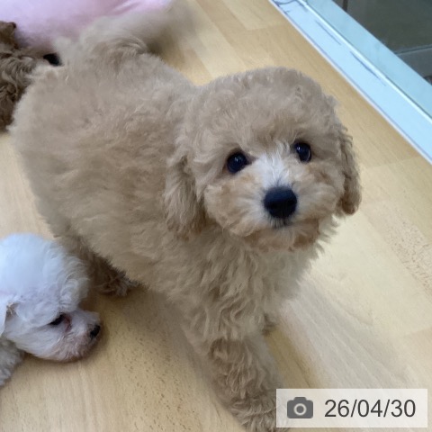 トイ・プードルの写真